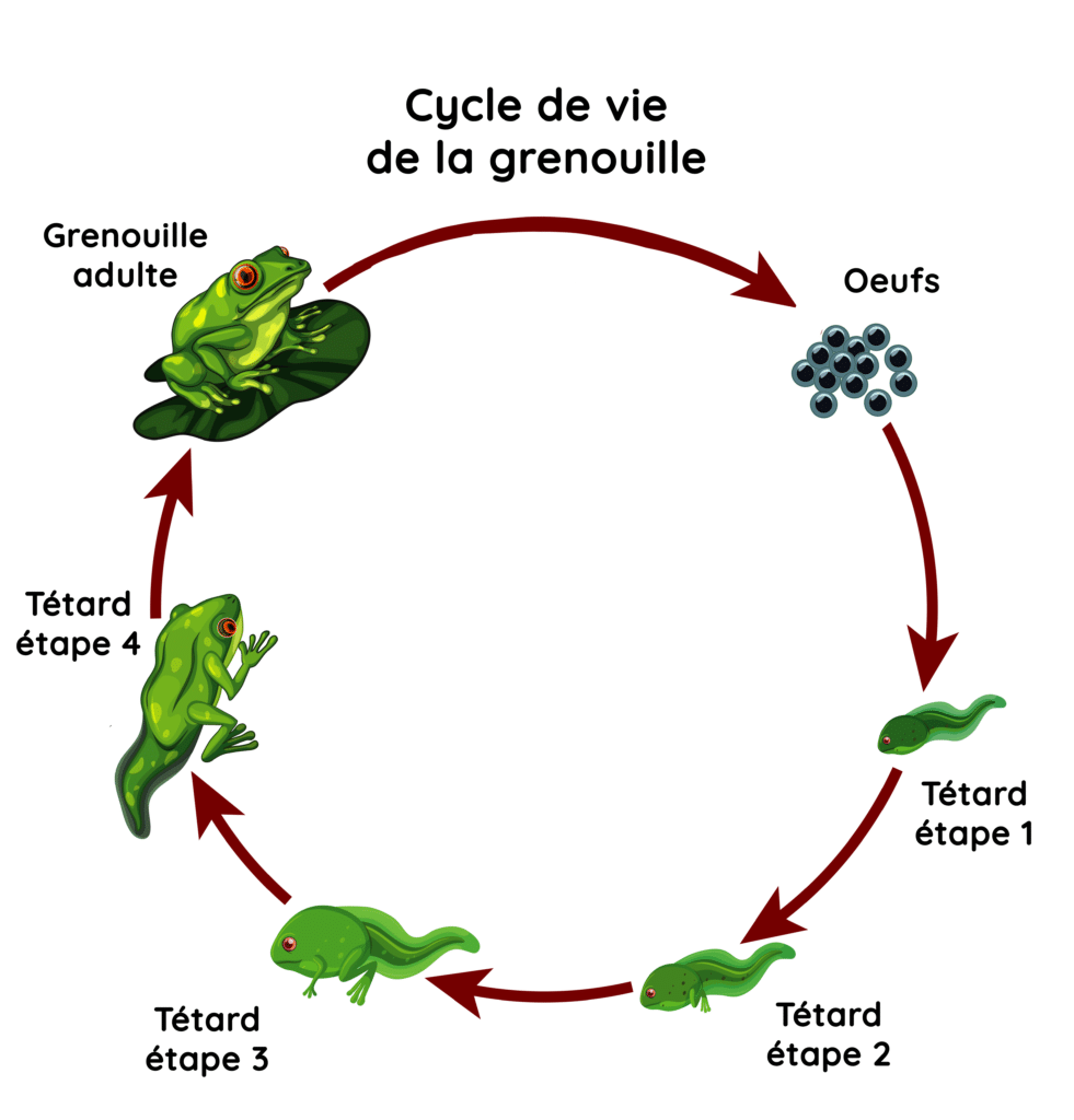 Les grenouilles un cycle de vie intéressant