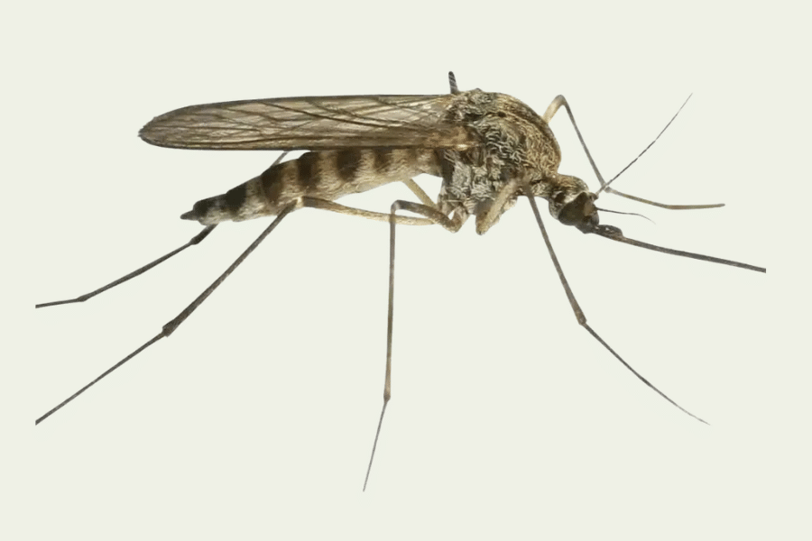 Kidaia