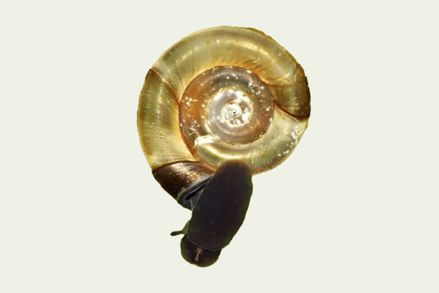 Kidaia