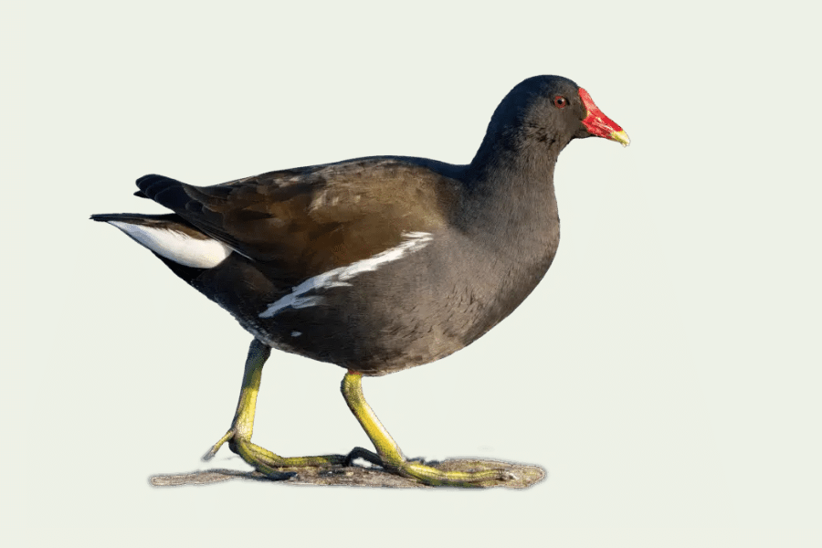 Kidaia