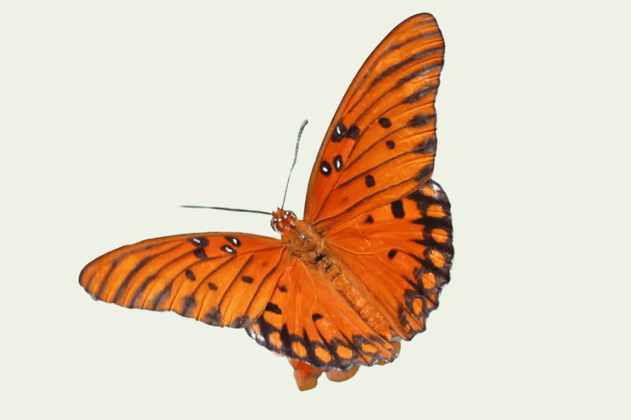 Kidaia